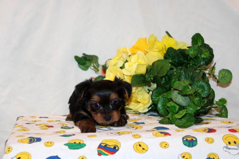 puppy, for, sale, Yorkshire Terrier, Matthew B. Stoltzfus, dog, breeder, Gap, PA, dog-breeder, puppy-for-sale, forsale, nearby, find, puppyfind, locator, puppylocator, aca